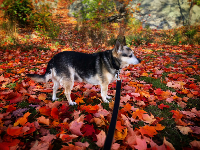 Midge, a Chihuahua and Australian Shepherd mix tested with EmbarkVet.com