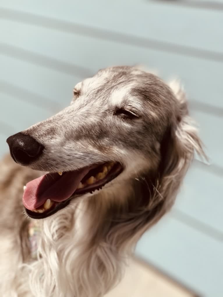 Bubba, a Silken Windhound tested with EmbarkVet.com