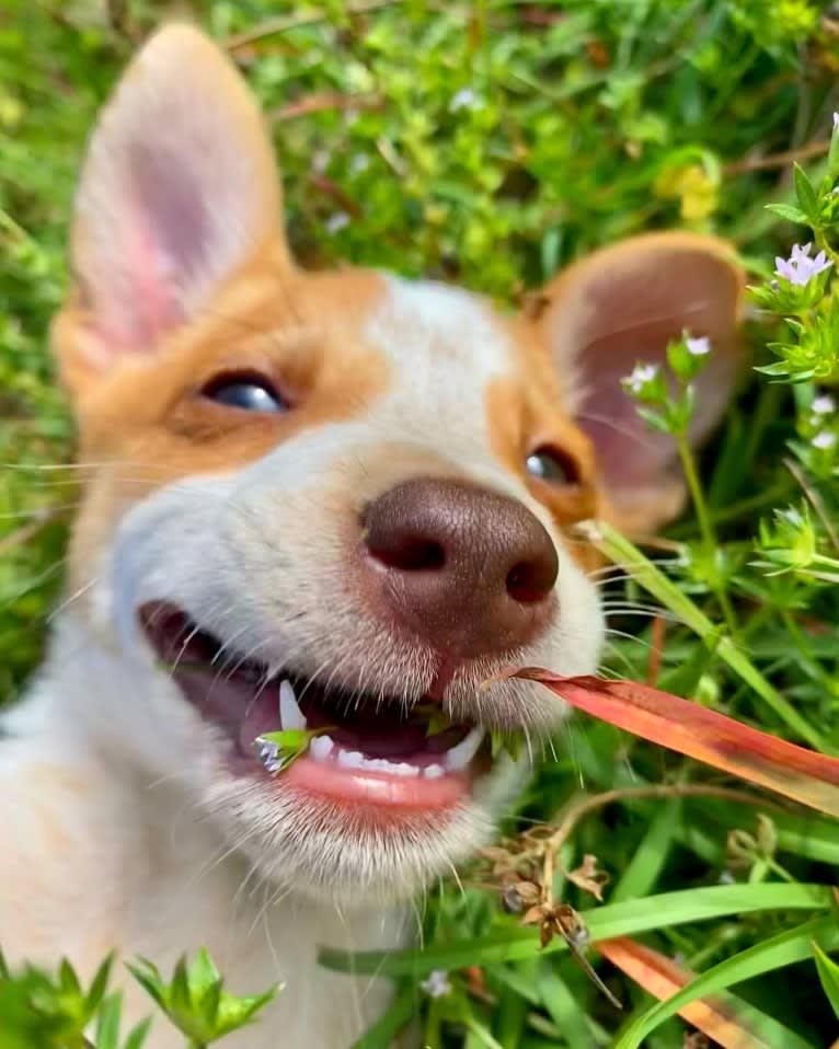 Lou, an Australian Cattle Dog and Australian Shepherd mix tested with EmbarkVet.com