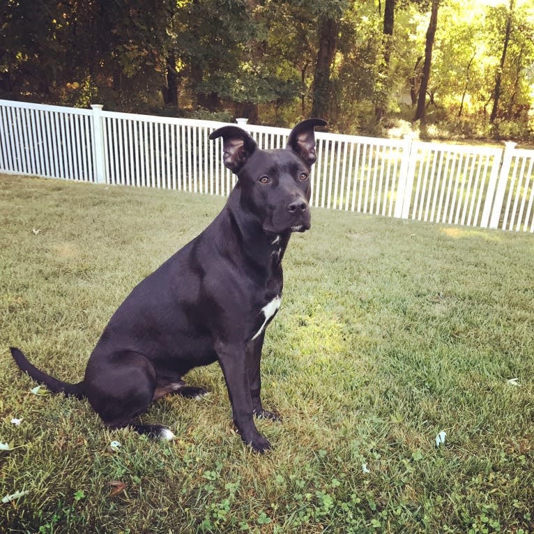 Chino, an American Bully and German Shepherd Dog mix tested with EmbarkVet.com