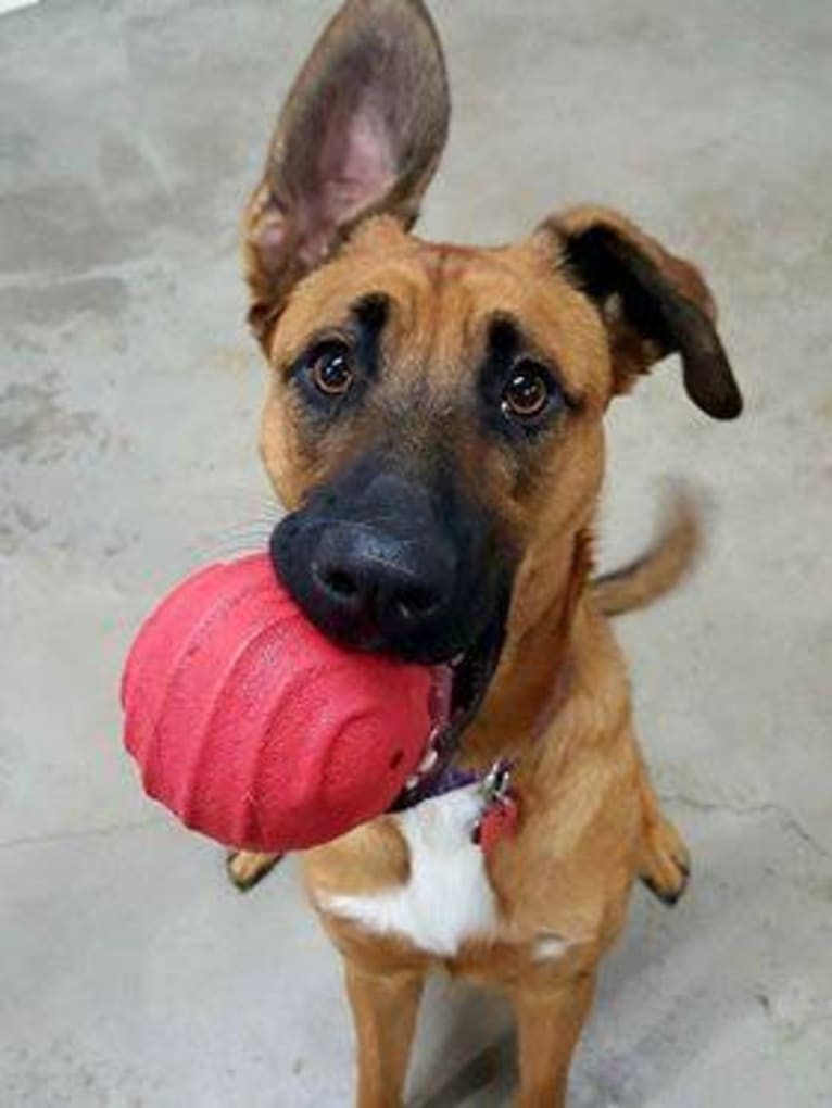 Elsa, a German Shepherd Dog and Boxer mix tested with EmbarkVet.com