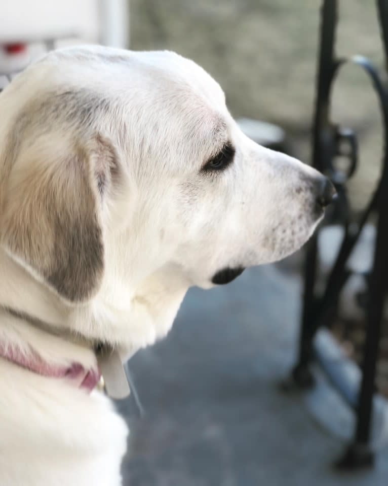 Neva, a Great Pyrenees tested with EmbarkVet.com