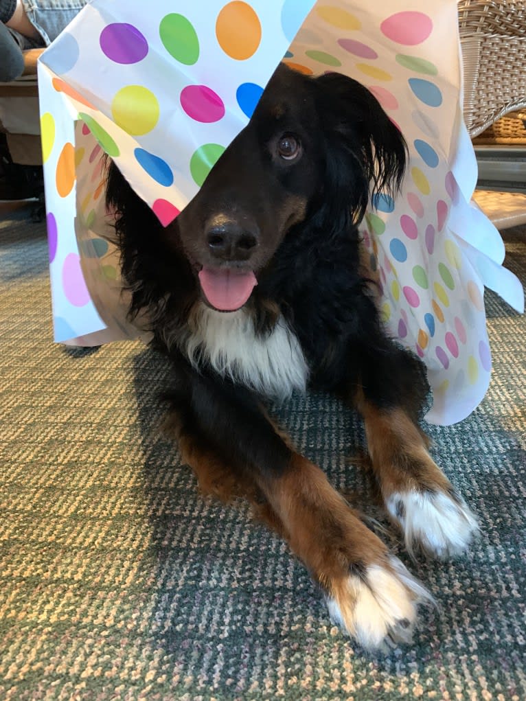 Louie, an Australian Cattle Dog and English Shepherd mix tested with EmbarkVet.com