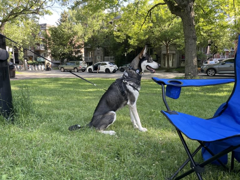 Captain, a Siberian Husky and Alaskan-type Husky mix tested with EmbarkVet.com