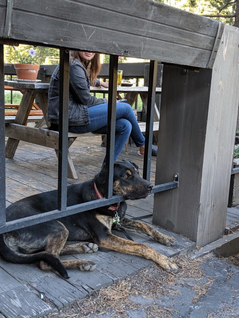 Murphy, a Bullmastiff and German Shepherd Dog mix tested with EmbarkVet.com