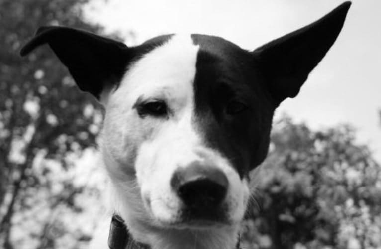 Lizy, a German Shepherd Dog and Akita mix tested with EmbarkVet.com