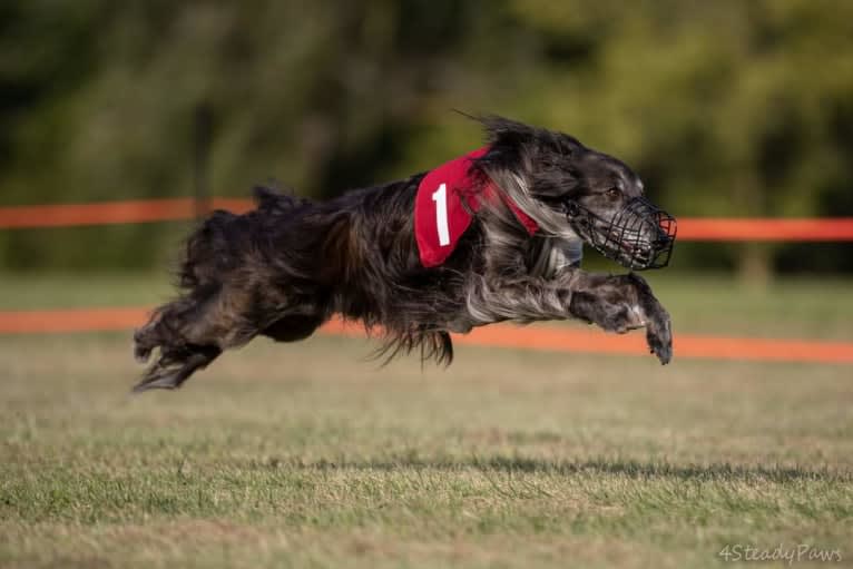 Cricket, a Silken Windhound tested with EmbarkVet.com