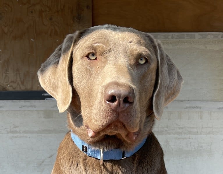 Brock, a Labrador Retriever tested with EmbarkVet.com