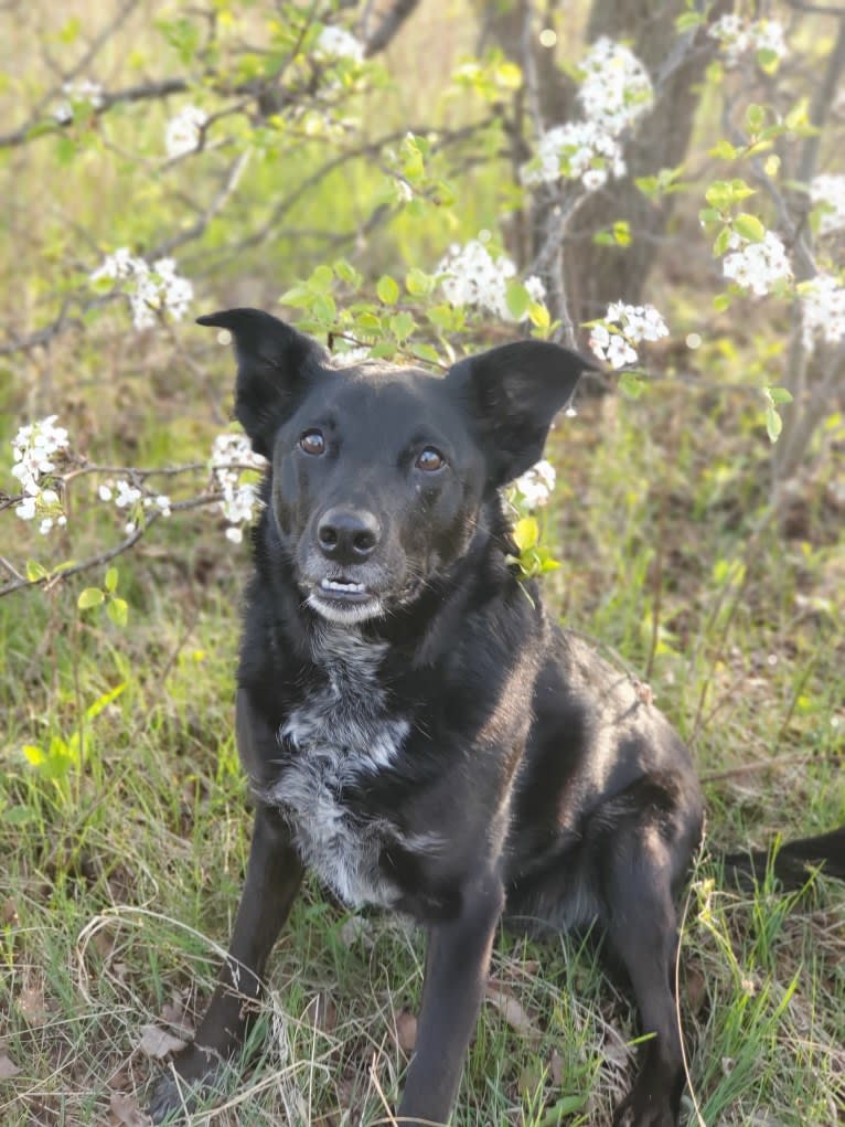 Ellie, a Border Collie and Australian Cattle Dog mix tested with EmbarkVet.com