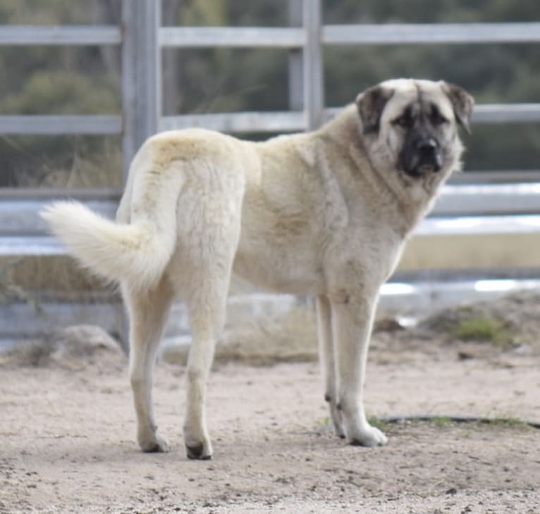 Katil, an Anatolian Shepherd Dog and Maremma Sheepdog mix tested with EmbarkVet.com