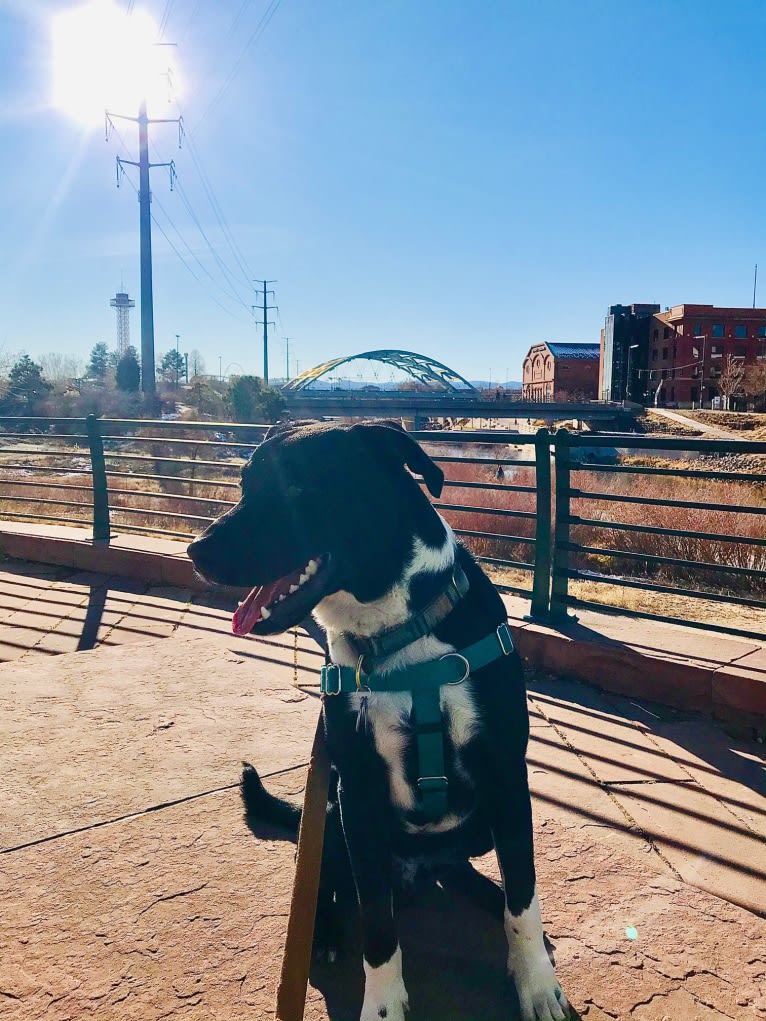 Ralph, an Australian Cattle Dog and American Pit Bull Terrier mix tested with EmbarkVet.com