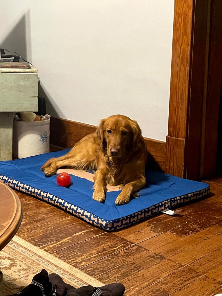 Cooper, a Golden Retriever tested with EmbarkVet.com