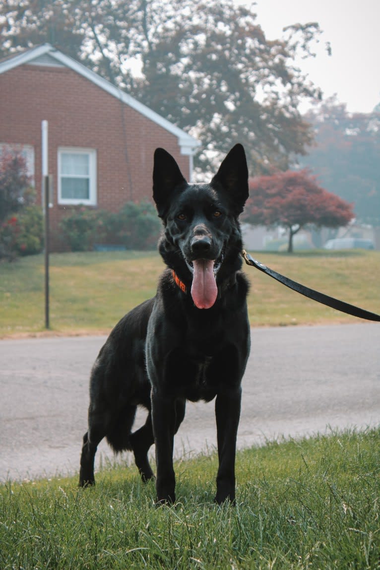 Harley, a German Shepherd Dog and Australian Shepherd mix tested with EmbarkVet.com