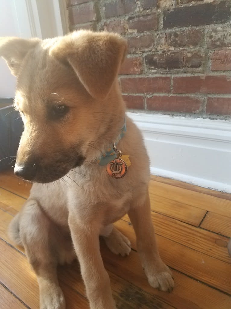 Apollo, a Jindo tested with EmbarkVet.com