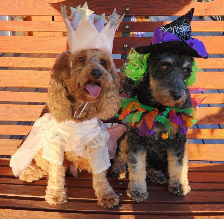 MERRY, a Cockapoo tested with EmbarkVet.com