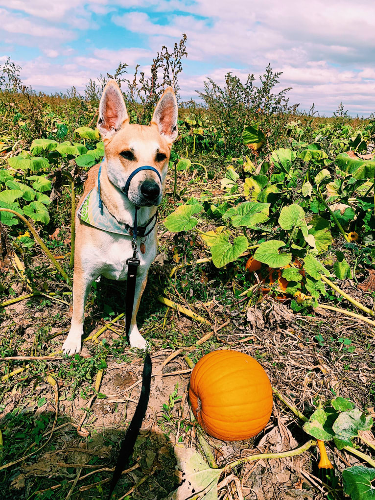 Otis, an American Bully and Chow Chow mix tested with EmbarkVet.com