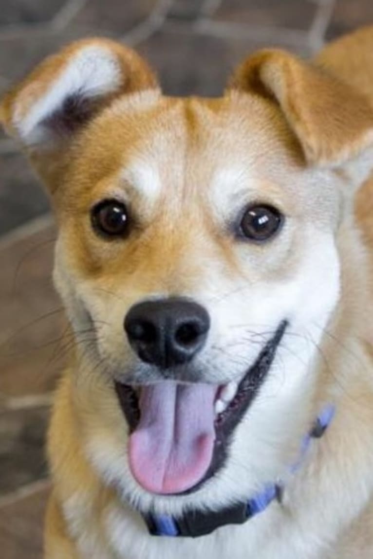 Cody, an Australian Cattle Dog and Siberian Husky mix tested with EmbarkVet.com