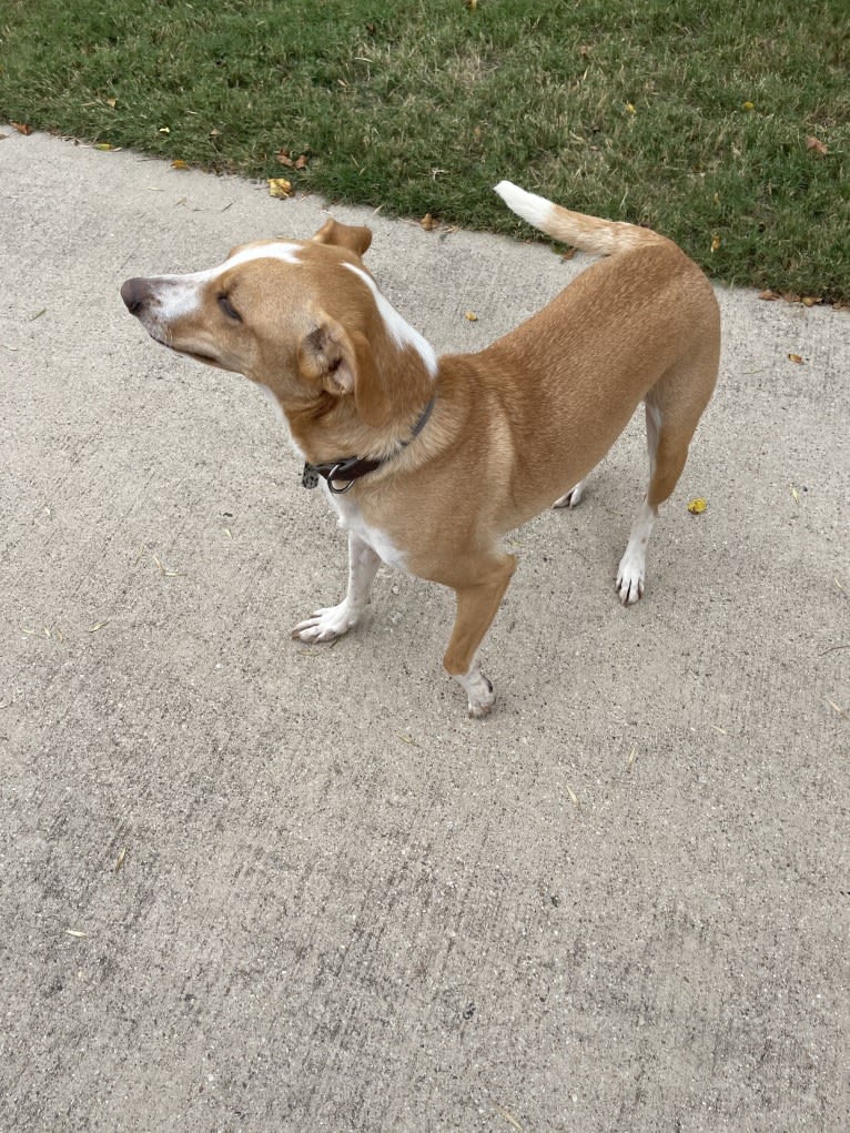 Buddy, a Border Collie and Golden Retriever mix tested with EmbarkVet.com