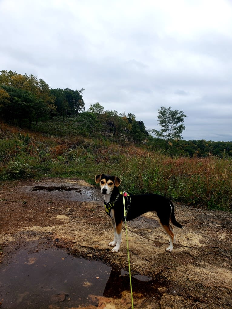 Maddie, a Beagle and Siberian Husky mix tested with EmbarkVet.com