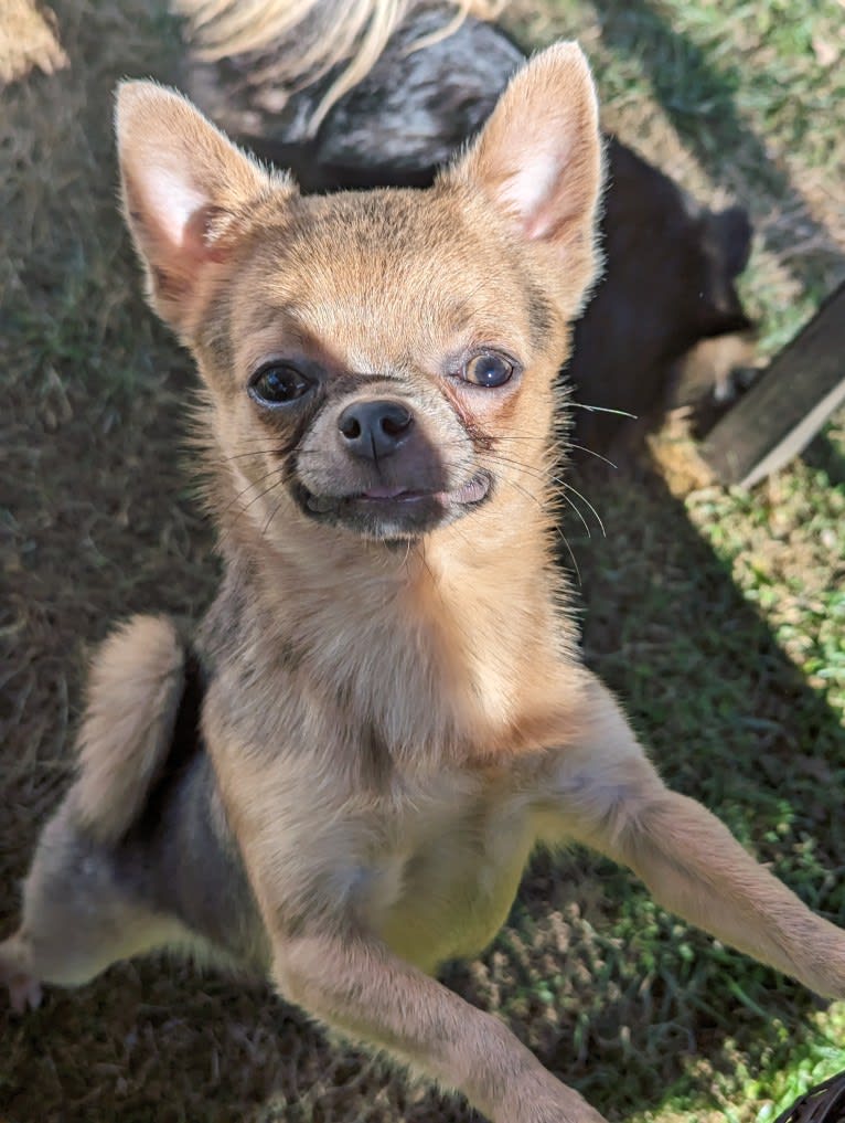 Dipper, a Chihuahua tested with EmbarkVet.com