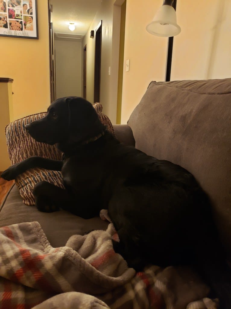 Buddy, an American Water Spaniel and Golden Retriever mix tested with EmbarkVet.com