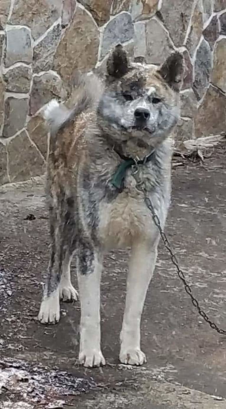 Thor, an Akita Inu tested with EmbarkVet.com