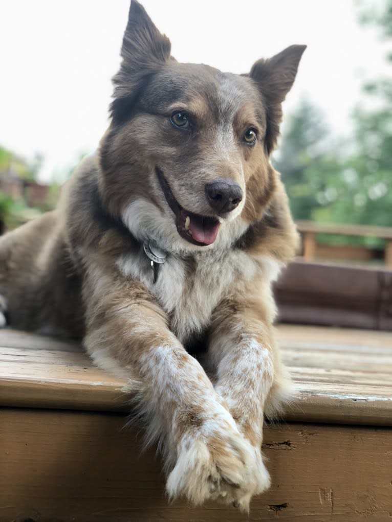 Rafiki, a Border Collie and Australian Cattle Dog mix tested with EmbarkVet.com