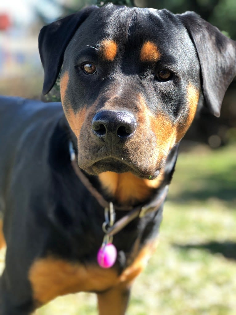 Aurora, a Rottweiler tested with EmbarkVet.com