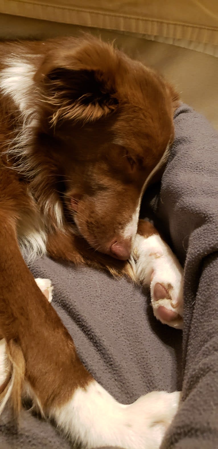 Chili, a Border Collie and English Springer Spaniel mix tested with EmbarkVet.com