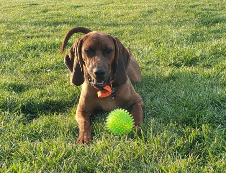 Boone, a Redbone Coonhound tested with EmbarkVet.com