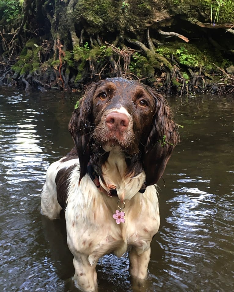 Willow, an English Springer Spaniel tested with EmbarkVet.com