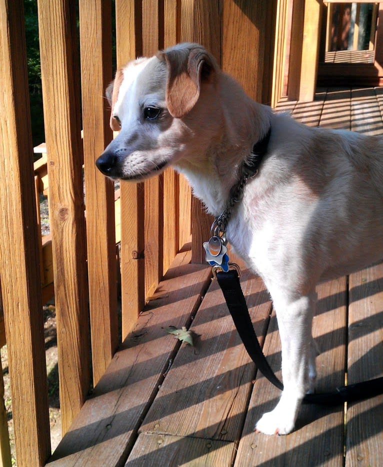 Nicco, a Russell-type Terrier and Bichon Frise mix tested with EmbarkVet.com