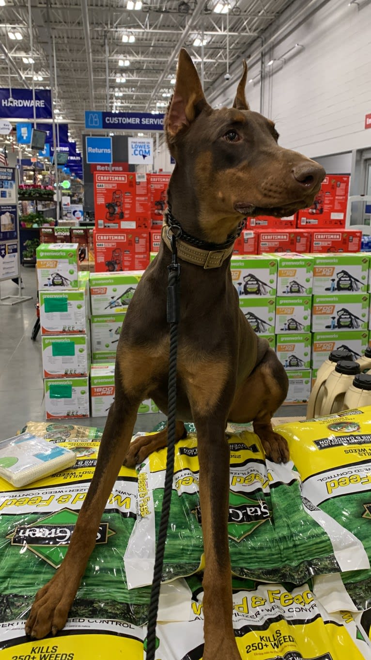 Rhydian, a Doberman Pinscher tested with EmbarkVet.com