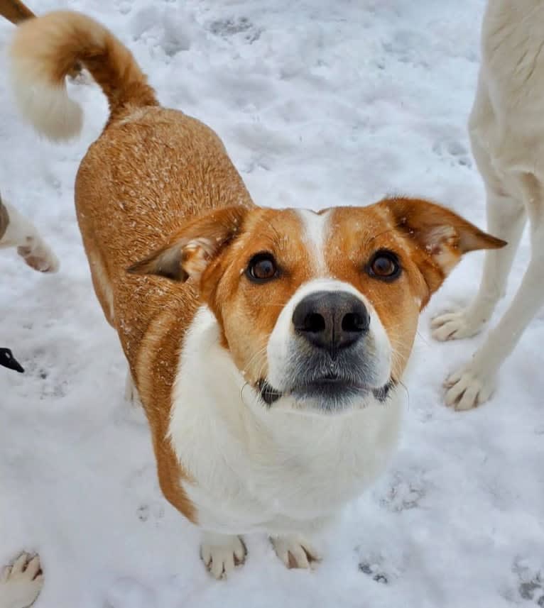 Mabel, an Australian Cattle Dog and Chow Chow mix tested with EmbarkVet.com