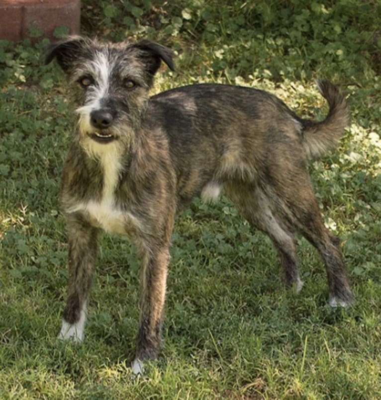 Gee, a Border Collie and Whippet mix tested with EmbarkVet.com