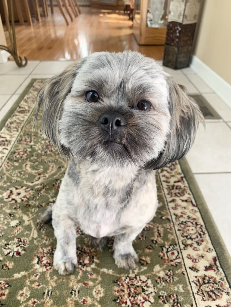 Leonardo da Vinci, a Shih Tzu and Yorkshire Terrier mix tested with EmbarkVet.com