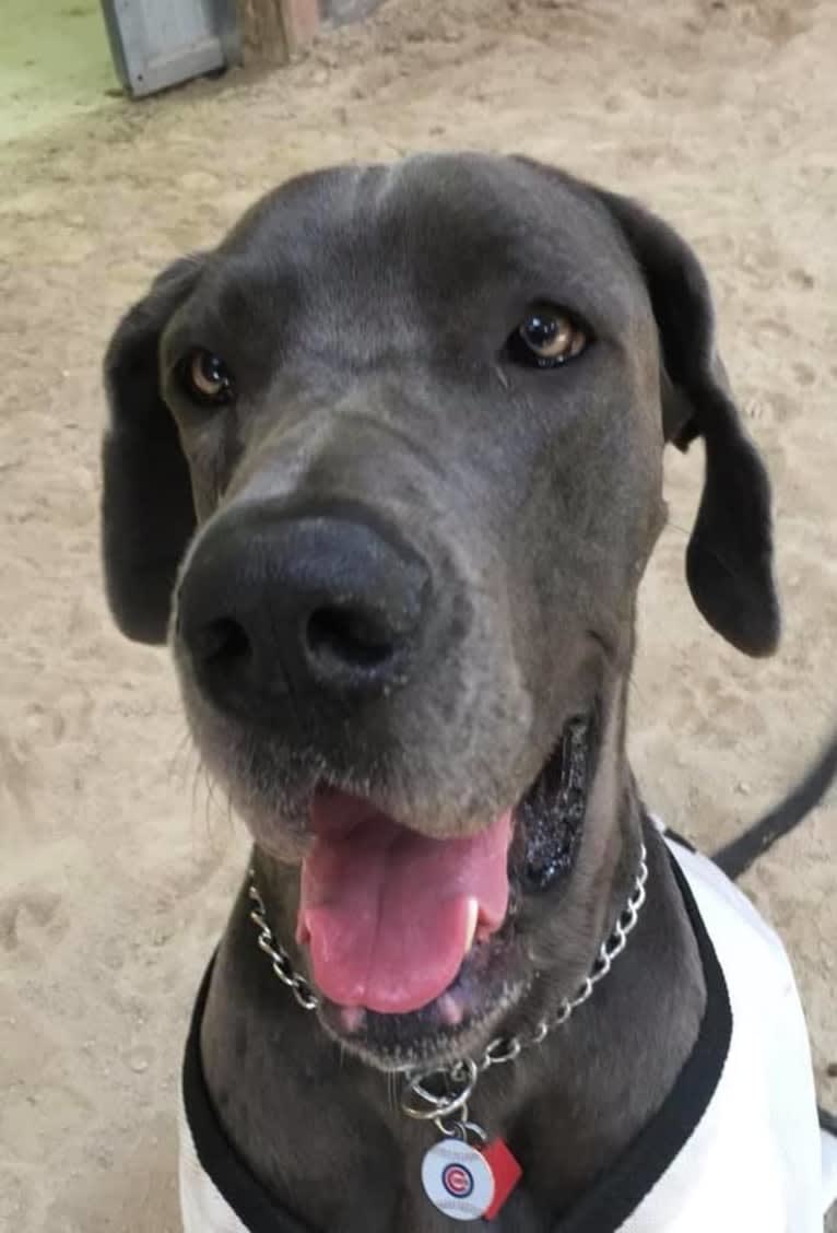 Zane, a Great Dane tested with EmbarkVet.com