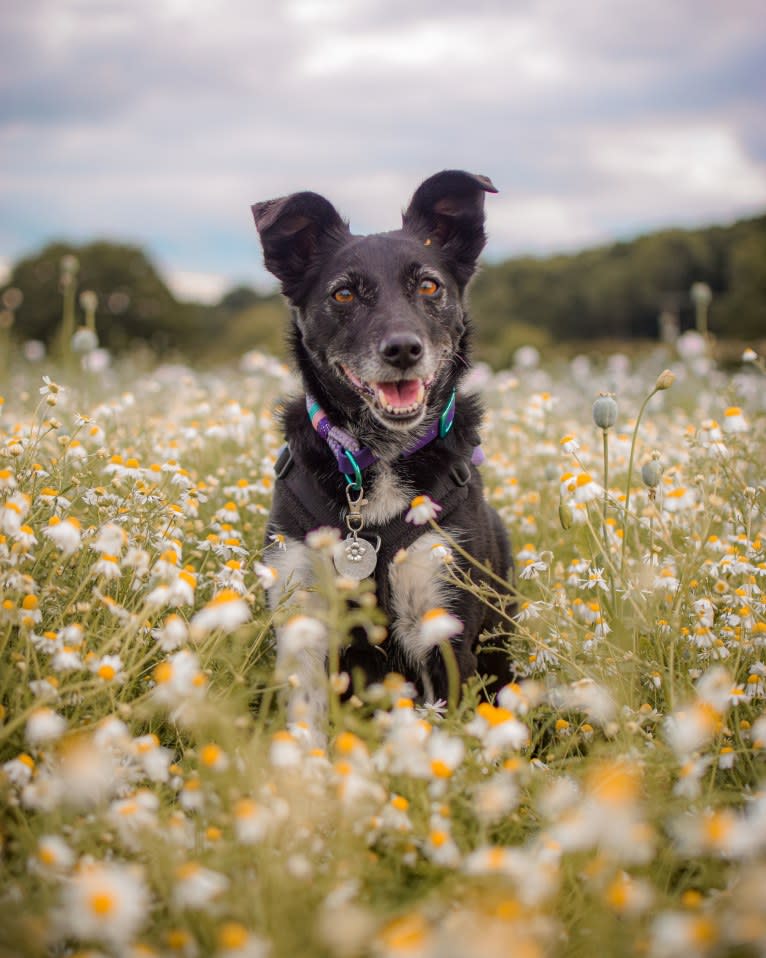 Molly, a Border Collie and Russell-type Terrier mix tested with EmbarkVet.com