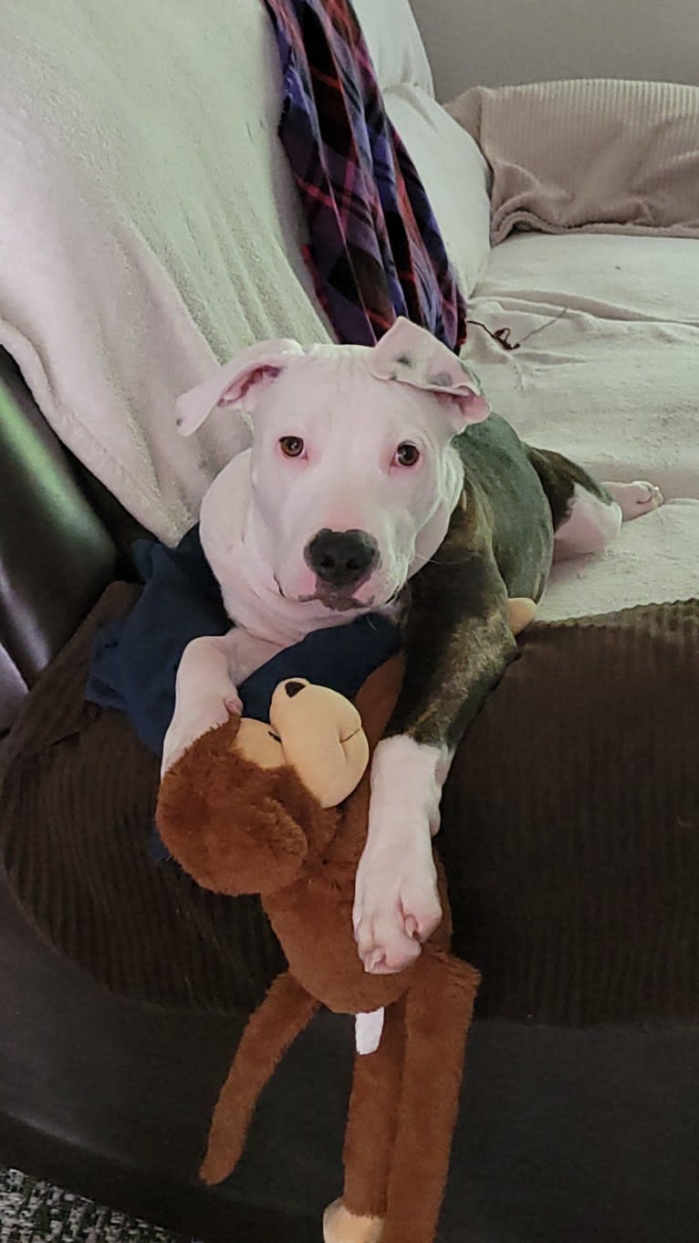 Snickerz, an American Pit Bull Terrier and American Staffordshire Terrier mix tested with EmbarkVet.com