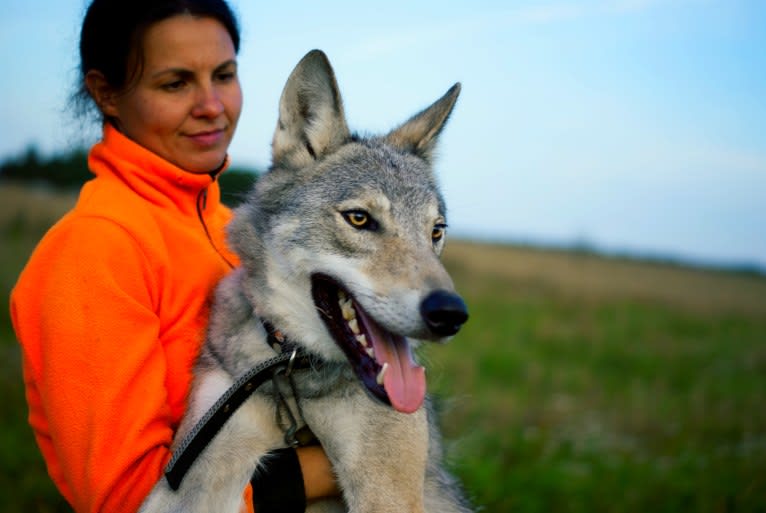 Орфей a dog tested with EmbarkVet.com