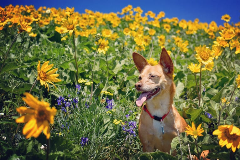 Photo of Dobby, a Chihuahua, Poodle (Small), Pomeranian, and Mixed mix in Sacramento, California, USA