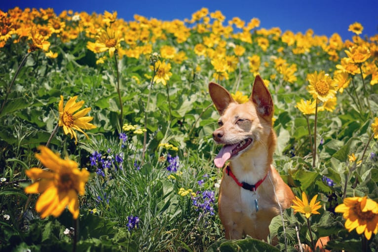 Dobby, a Chihuahua and Poodle (Small) mix tested with EmbarkVet.com