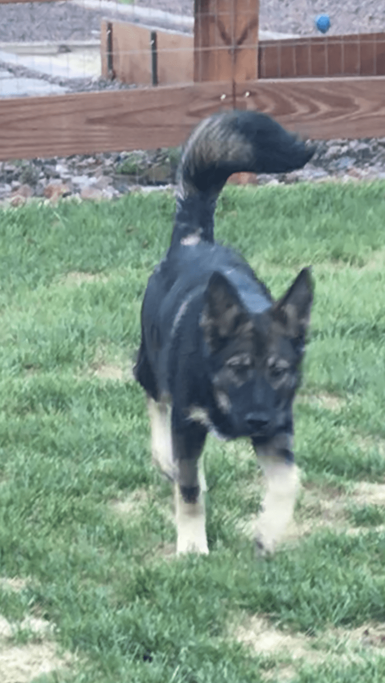 Echo, a German Shepherd Dog and Siberian Husky mix tested with EmbarkVet.com