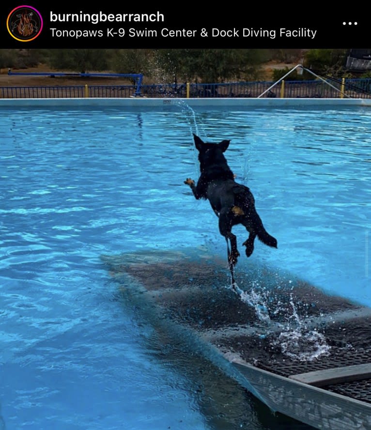 Akuma, a Beauceron tested with EmbarkVet.com