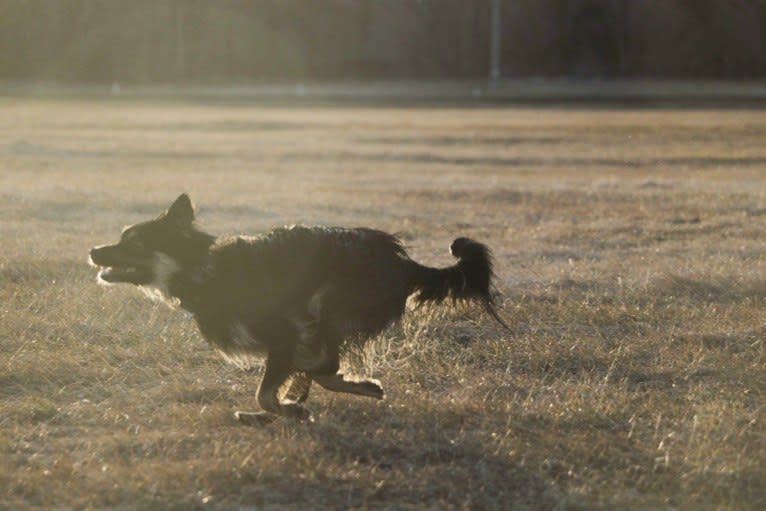 Cooper, an English Shepherd and Pomeranian mix tested with EmbarkVet.com