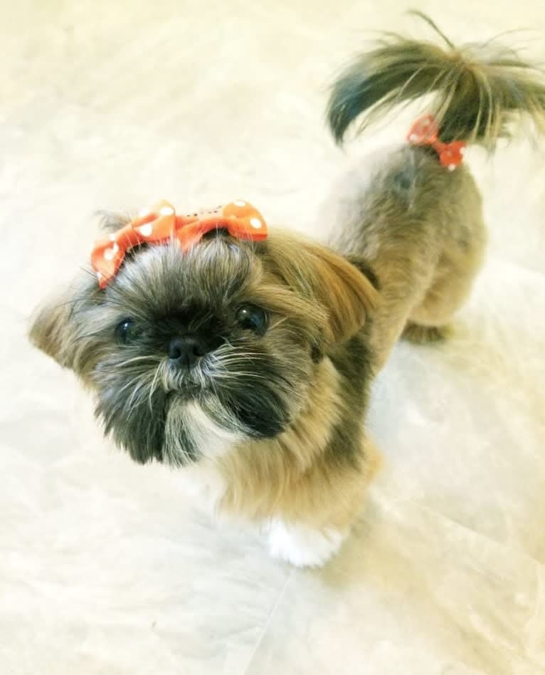 Kokomo, a Shih Tzu tested with EmbarkVet.com