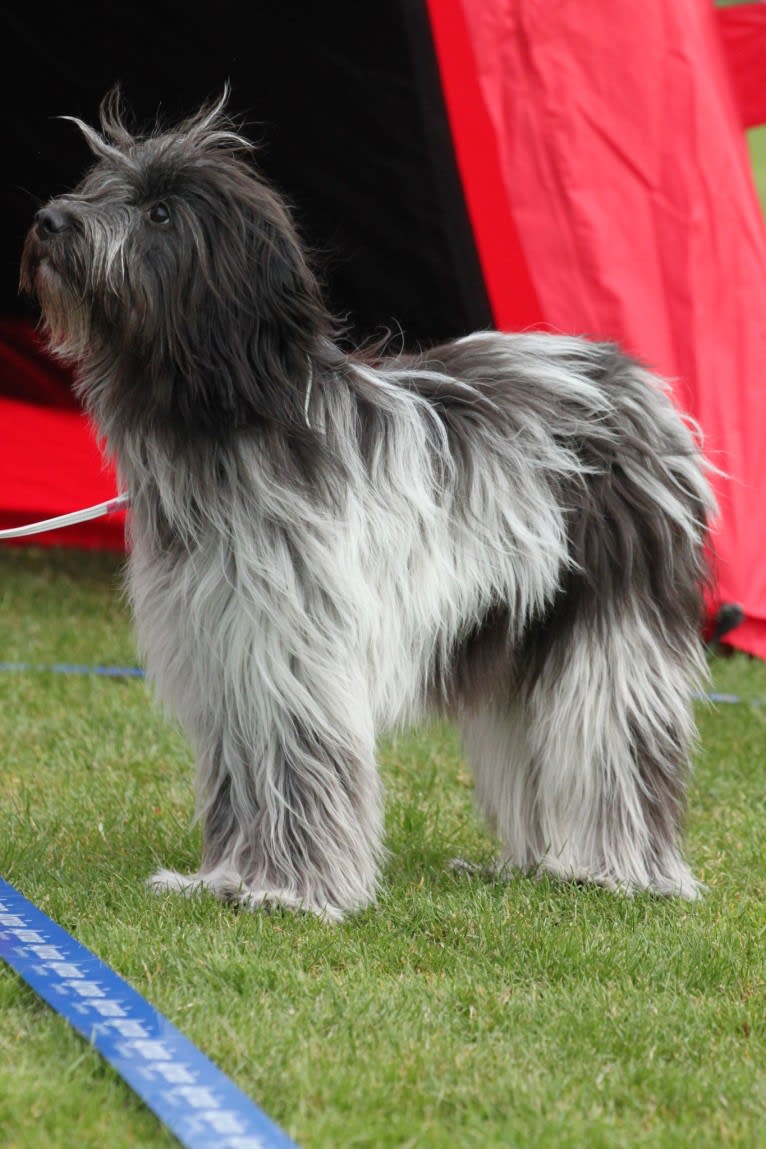 Guppy, a Schapendoes tested with EmbarkVet.com