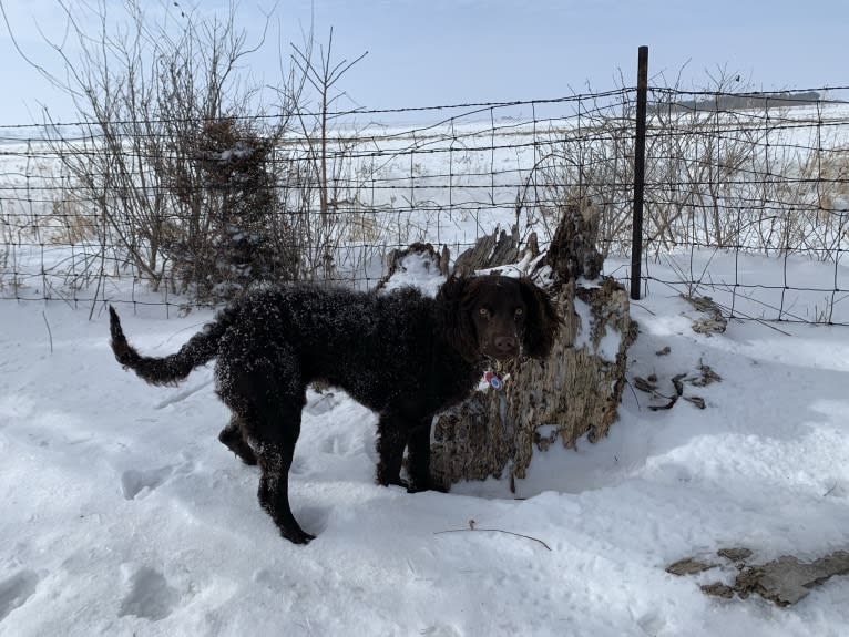 Pippit, an American Water Spaniel tested with EmbarkVet.com