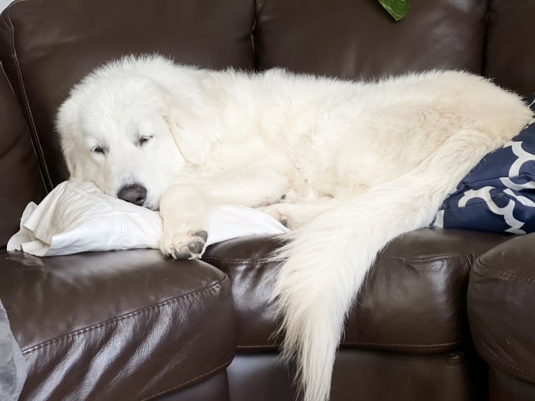 Looney “Chik’in Mini Bandit” Bear, a Great Pyrenees tested with EmbarkVet.com