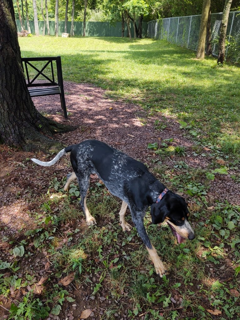 Callie, a Bluetick Coonhound tested with EmbarkVet.com